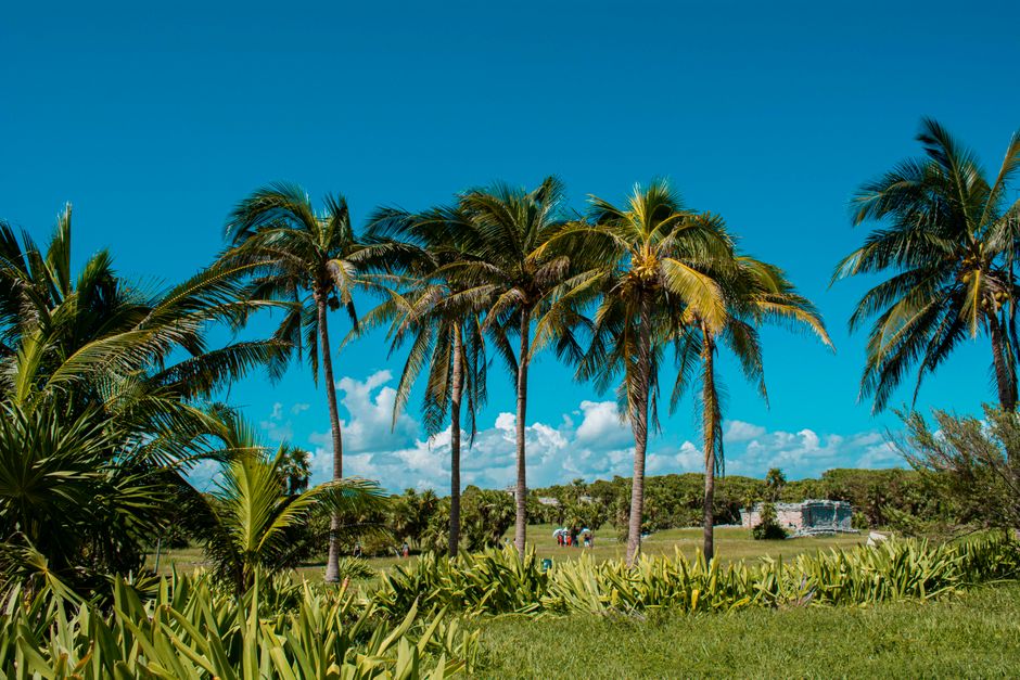 Explore the vibrant tropical landscape with palm trees at Tulum ruins in Mexico.