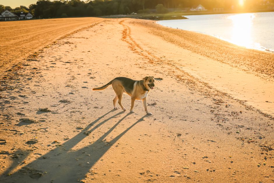 Pet-Friendly Vacation Rentals: How to Find One That Actually Means It