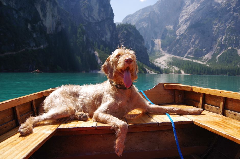 A joyful dog rests on a boat surrounded by majestic mountains and clear waters.