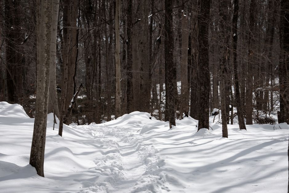 Snowshoeing for Beginners: Easy Alps Routes
